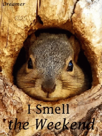Weekend Smell GIF - Weekend Smell Squirrel GIFs