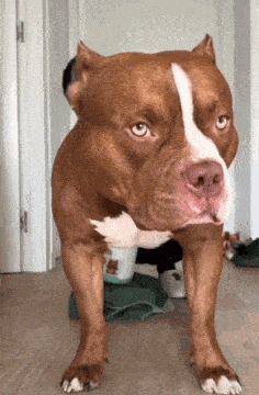 a brown and white dog is standing on a wooden floor looking at the camera