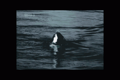 a black and white whale is swimming in the water with the bbc logo on the bottom
