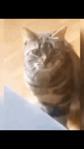 a close up of a cat 's face with a blurred background