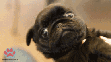 a pug puppy is looking at the camera with a paw print in the corner