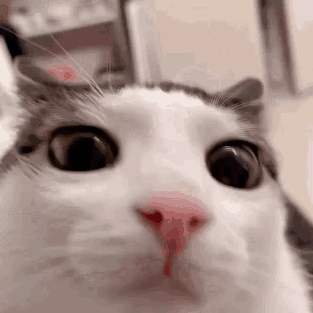 a close up of a cat 's face with a pink nose and big eyes .