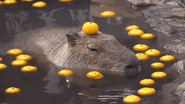capybara-orange.gif