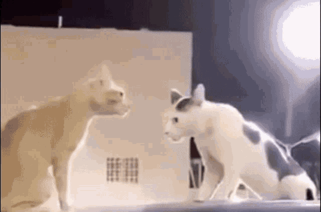 two cats are standing next to each other on a table .