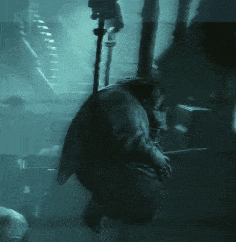 a shark is hanging from a rope in the water