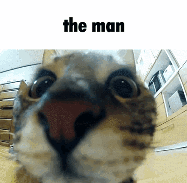a close up of a cat 's face with the words " the man " below it