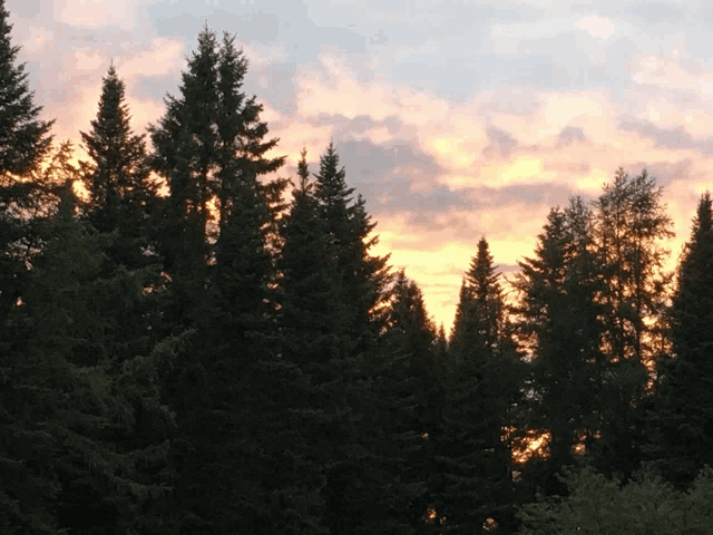 a sunset with trees in the foreground and a cloudy sky