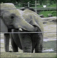 an elephant behind a fence with the website 4gifs.com written on the bottom