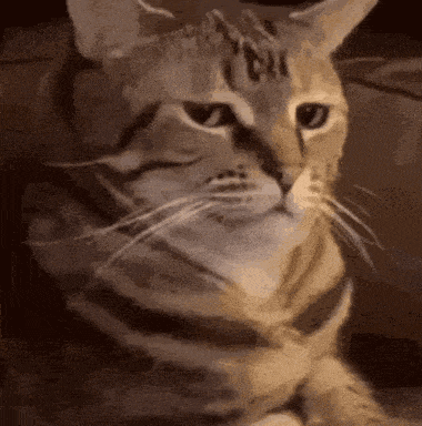 a close up of a cat looking at the camera with a blurred background
