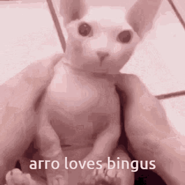 a person is holding a hairless cat with the words arro loves bingus on the bottom .