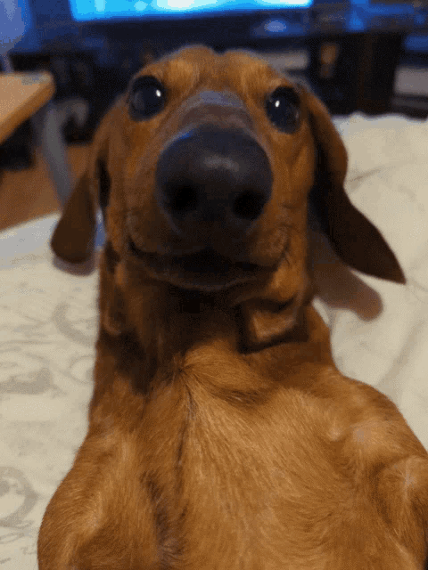 a close up of a dachshund laying on its back