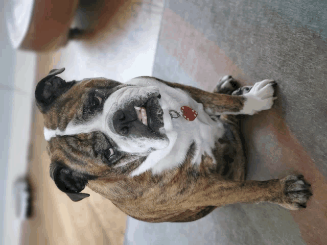 a brown and white dog with a red tag on its neck looks up at the camera