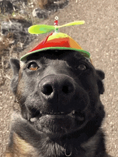 a dog wearing a hat with a propeller on it