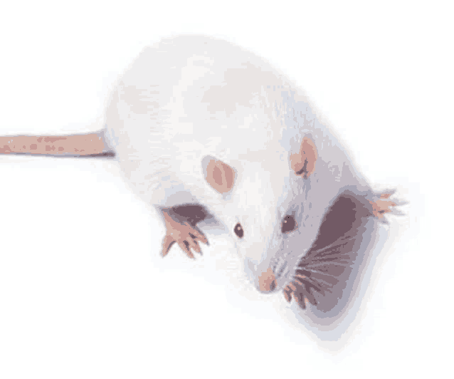 a white rat with red eyes is sitting on a white surface .