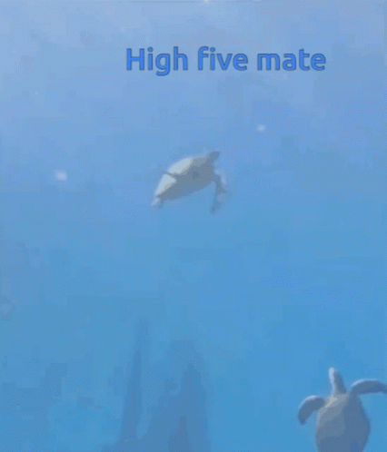 High Five Gif Turtle GIF - High Five Gif Turtle Cute GIFs