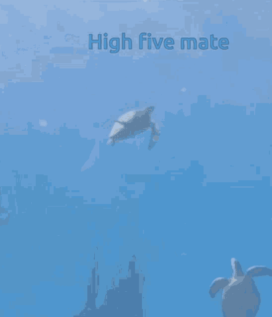 two sea turtles are swimming in the ocean with the words high five mate below them