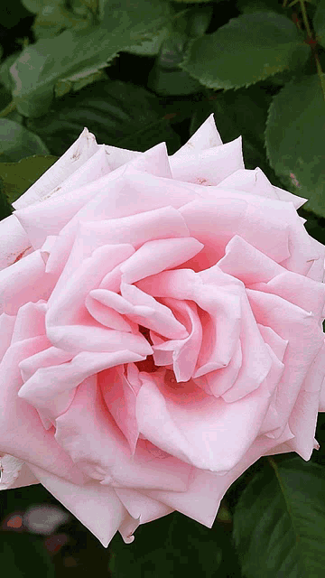 a pink rose with green leaves in the background