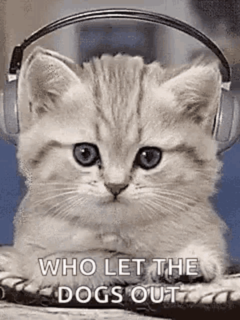 a kitten wearing headphones with the words `` who let the dogs out '' on it .