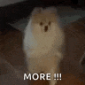 a pomeranian dog is standing on a couch with the words `` more !!! '' written on it .