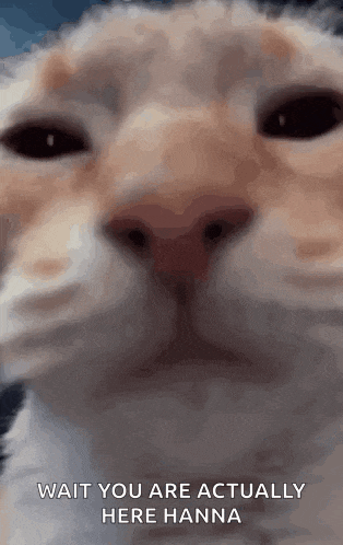 a close up of a cat 's face with a caption that says wait you are actually here hanna .