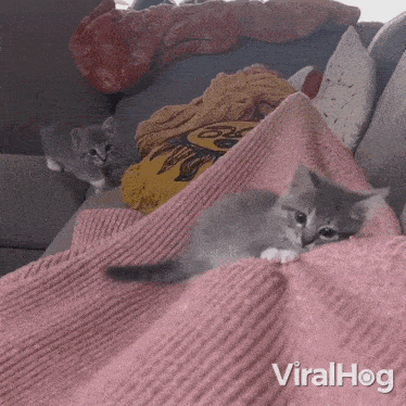 Playing Kittens Cat GIF - Playing Kittens Cat Viralhog GIFs
