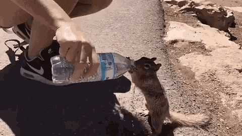 Squirrel Drink Water GIF - Squirrel Drink Water Thirsty GIFs