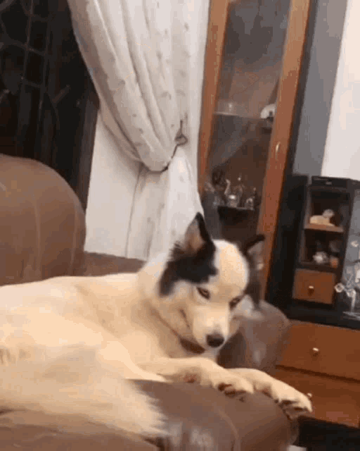 a dog laying on a couch in a living room