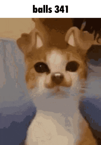 a close up of a dog with the words balls 341 written above it