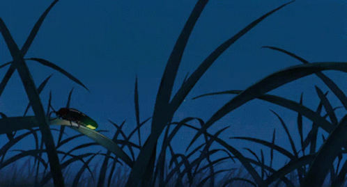 Lite Bug Insects GIF - Lite Bug Insects Firefly GIFs