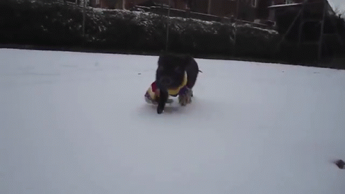 It'S Too Cold For This Little Piggy GIF - Little Pig Scarf GIFs