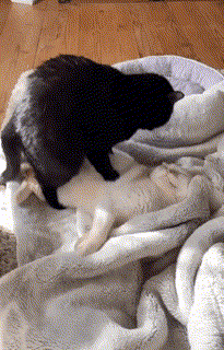 two cats are laying on top of each other on a bed .