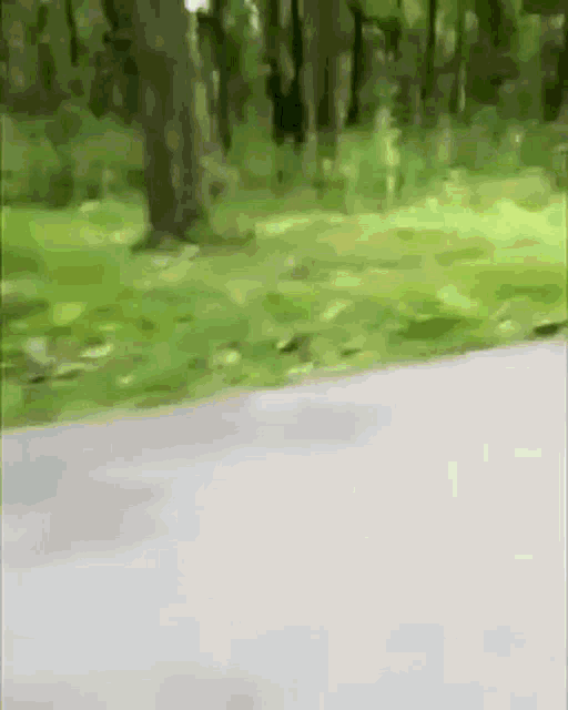Motorcycle Forest GIF - Motorcycle Forest Tiger GIFs