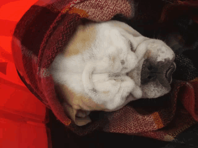 a dog wrapped in a plaid blanket sleeping