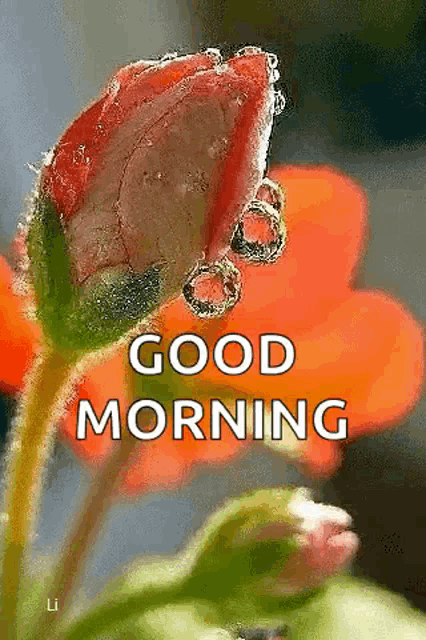 a close up of a flower bud with water drops on it and the words `` good morning '' written on it .