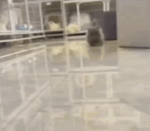 a hamster is walking on a glass table in a room .