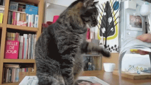 Hey Look At Me Hey Hey Look GIF - Cat Paper Play GIFs