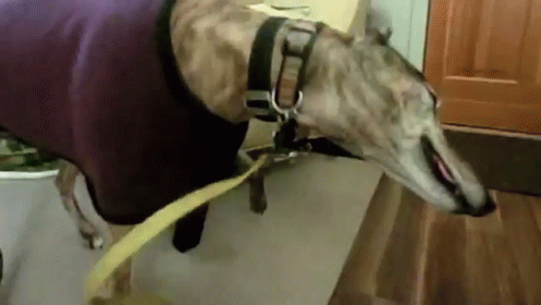 Shaky Greyhound Gums GIF - Greyhound Shake Gums GIFs