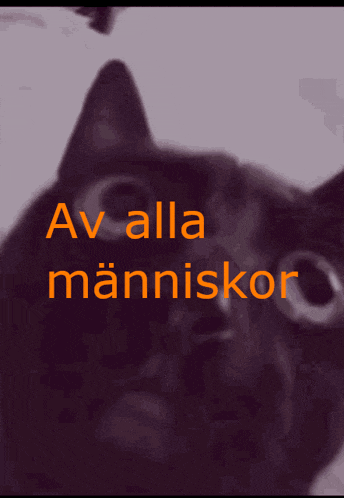 a picture of a cat with the words av alla mapnlskor in orange