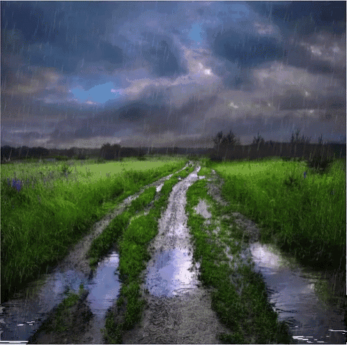 a muddy dirt road going through a grassy field with puddles