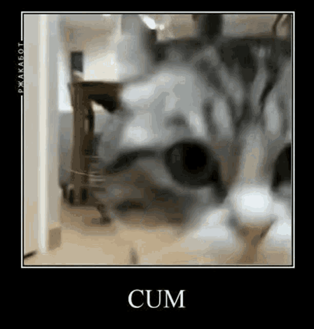 a close up of a cat 's face with the words `` cum '' written on it .