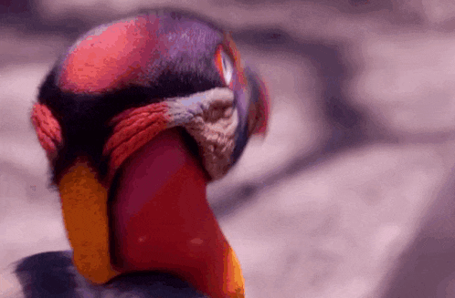 a close up of a colorful bird 's head with a purple background .