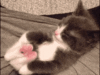 a gray and white cat is laying on its back on a blanket