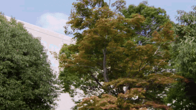 a tree with brown leaves is surrounded by other trees