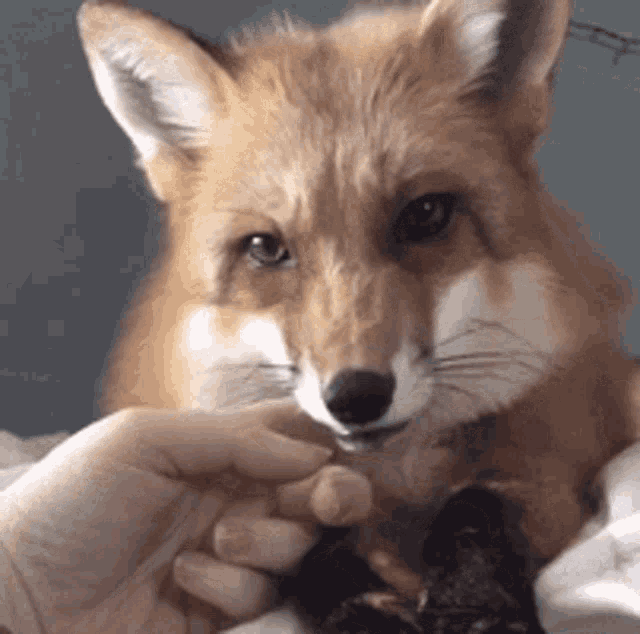 Pet Fox Cute Fox GIF - Pet Fox Cute Fox GIFs