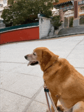 a dog is on a leash in front of a building with chinese writing