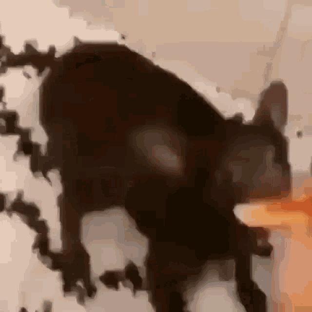 Devil Cat GIF - Devil Cat Pizza GIFs