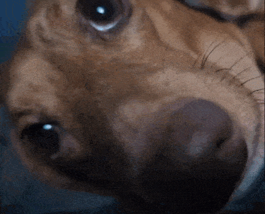 a close up of a brown dog 's face with a blue background