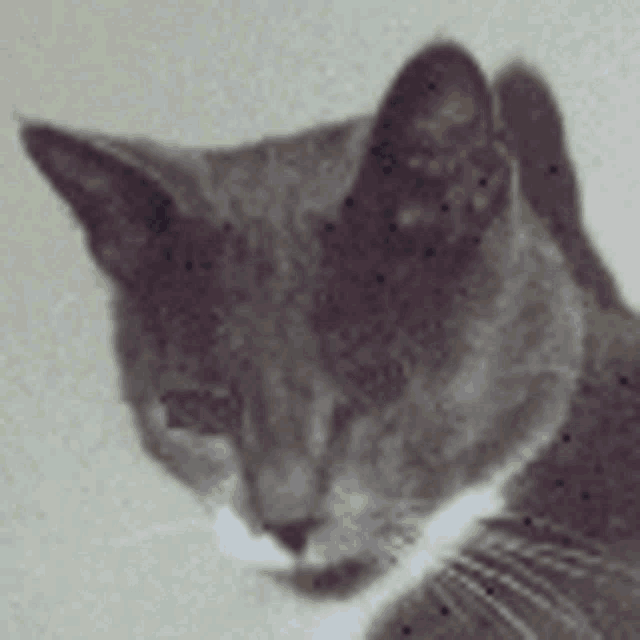 a black and white photo of a gray cat