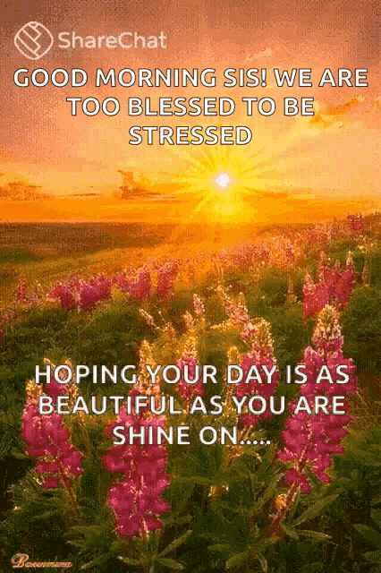 a picture of a field of flowers with the words " good morning sis ! we are too blessed to be stressed " on it