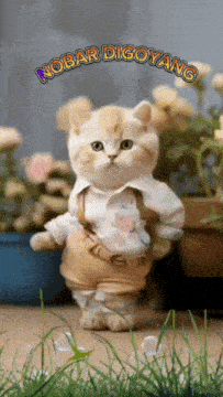 a cat wearing suspenders and a white shirt with the words nobar digoyang on it